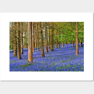 Bluebell Woods Greys Court Oxfordshire England UK Posters and Art